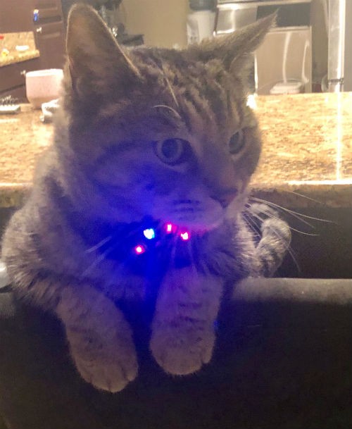 Calvin the cat wearing a GPS tracker