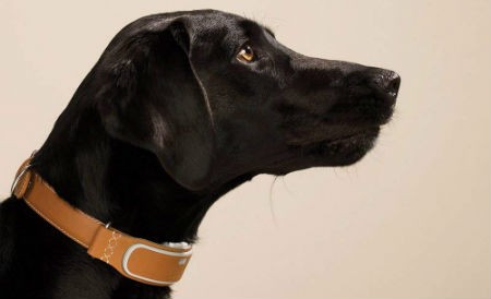 Link AKC Smart Dog Collar GPS tracker