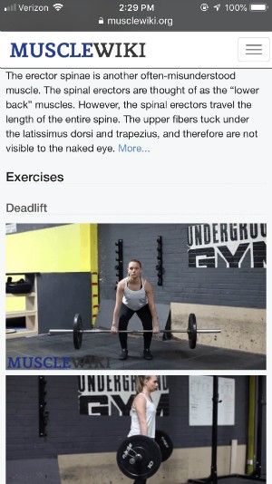 musclewiki mobile screen shot