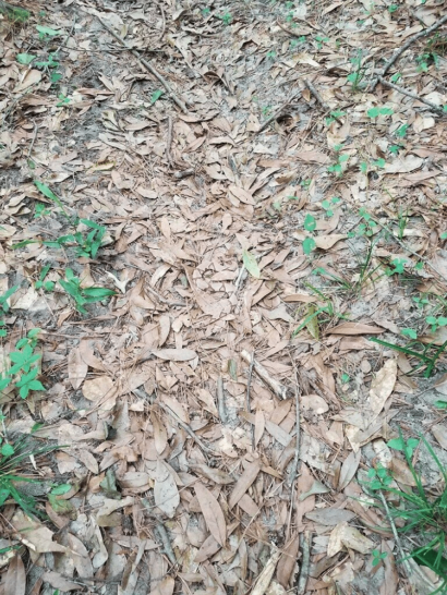 Only the best eyes can spot the copperhead snake from this viral Twitter photo. The snake is hidden among the leaves. If you can find the hidden snake in this real-life optical illusion, you're a puzzle master!
