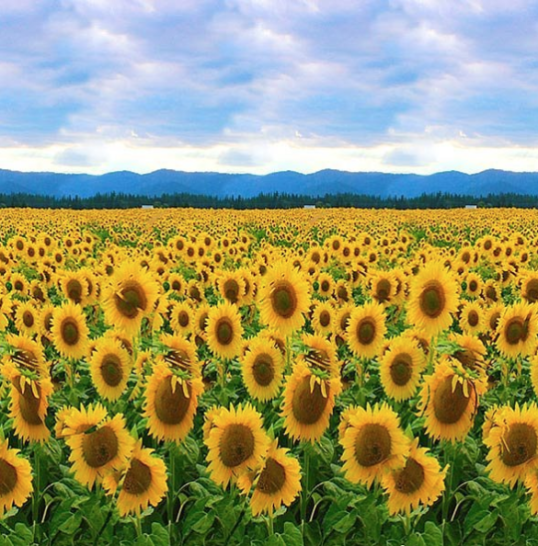 You tried to find the hidden number. Now, do you think you can find the hidden flower in this sunflower optical illusion from 2022? This eye test is hard!